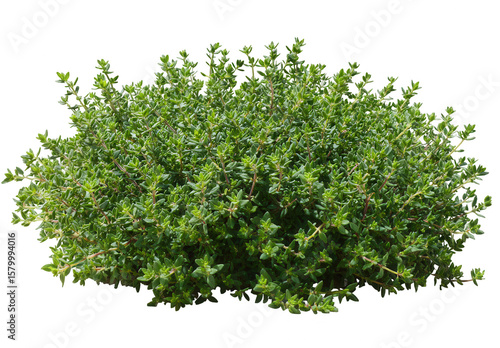 Lush green thyme plant cluster