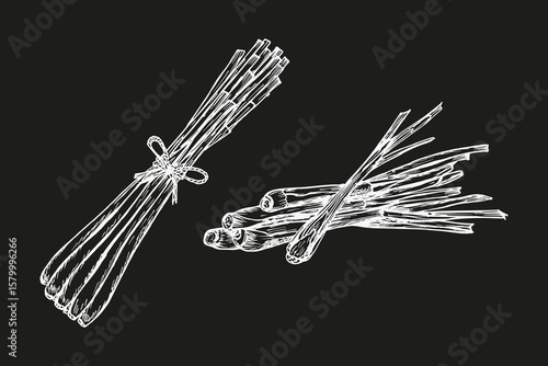 Lemongrass herb sketch illustrations set. Outline engraved drawing in botanical style for cooking, spa, medicinal tea, and garden beauty. Hand-drawn vector floral clipart isolated