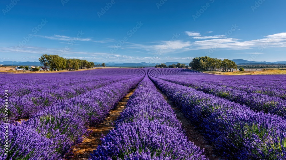 Naklejka premium Lavender field stretches to the horizon under a vibrant blue sky