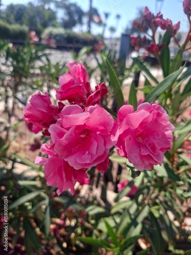 pink flower in the garden