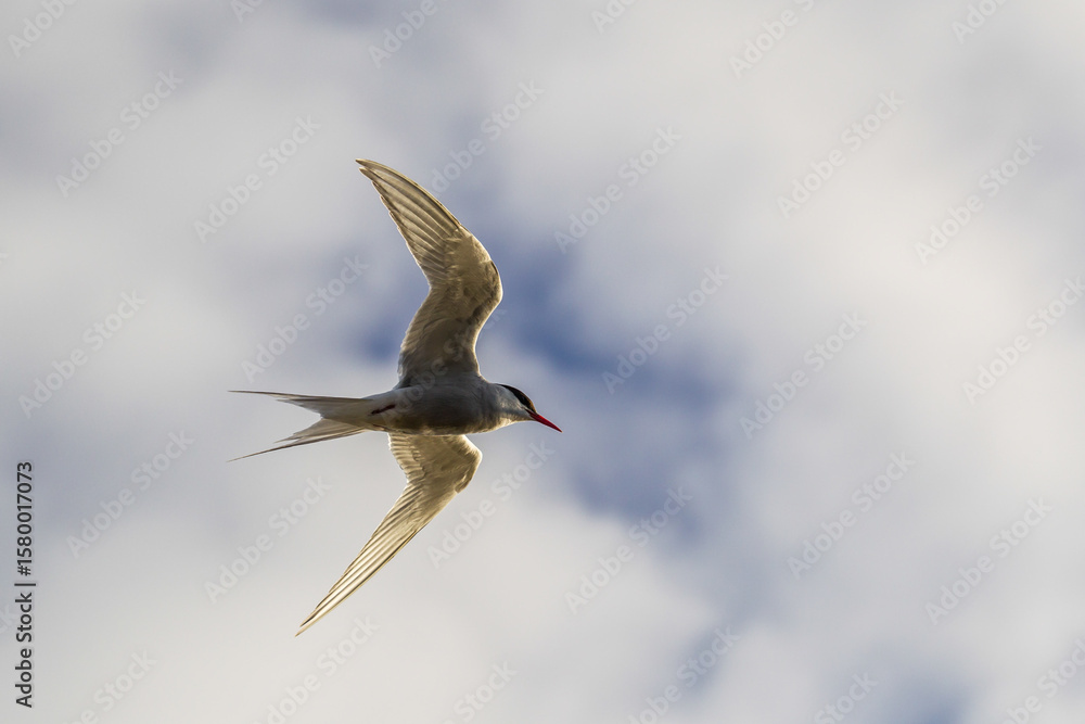 Elegant Seabird in Mid-Flight Against Cloudy Sky Elegant Seabird in Mid-Flight Against Cloudy Sky