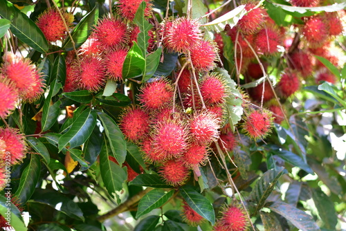 Fresh rambutan from garden for sale, Rambutan, Nasarn Rambutan, Nasarn school rambutan is most delicious rambutan in Thailand