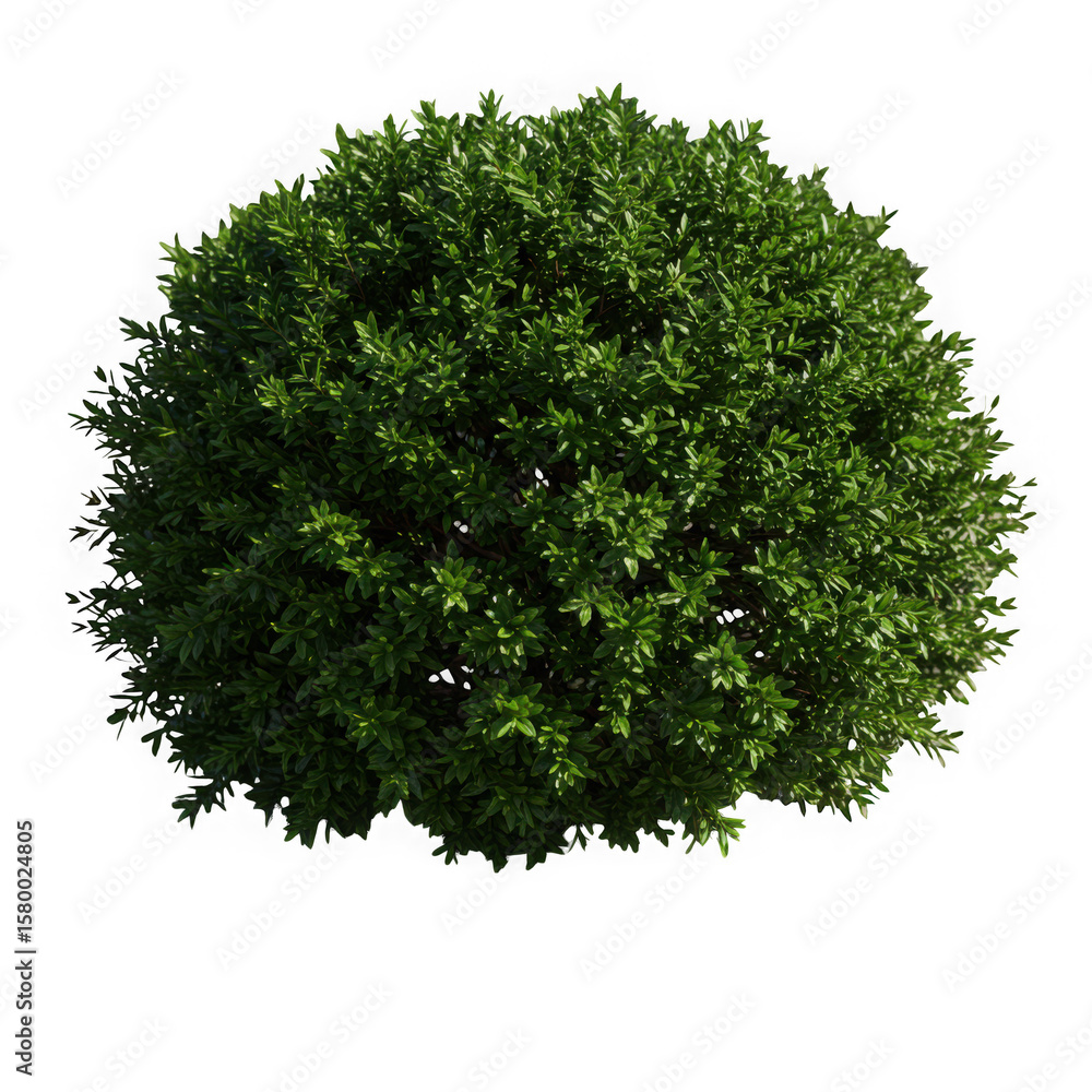 Obraz premium A green bush isolated on transparent background, a garden shrub