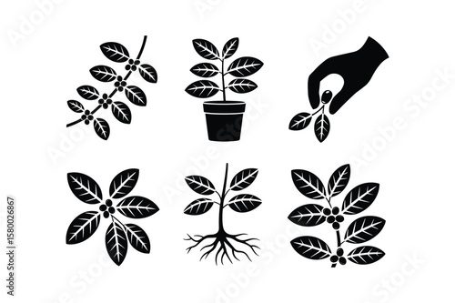 Coffee plant branches leaves berries potted plant and hand picking coffee berries