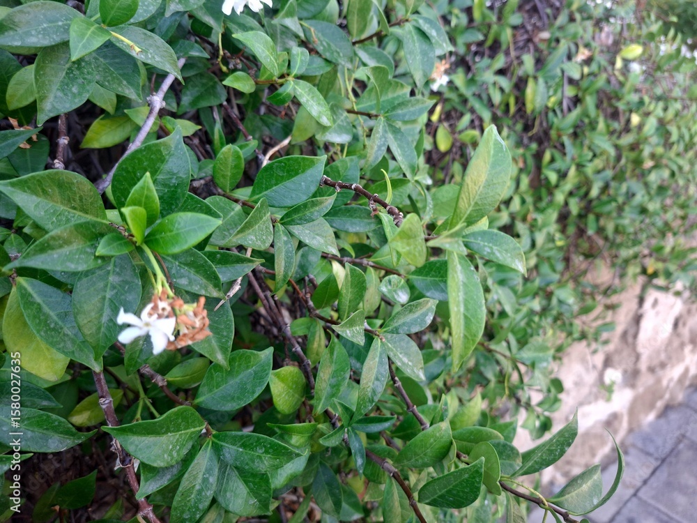 Obraz premium green leaves in the garden