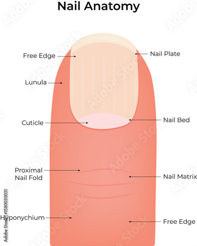 Nail Anatomy Diagram Vector Illustration