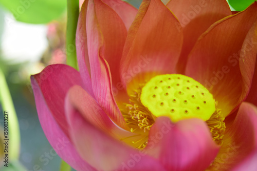 蓮の花