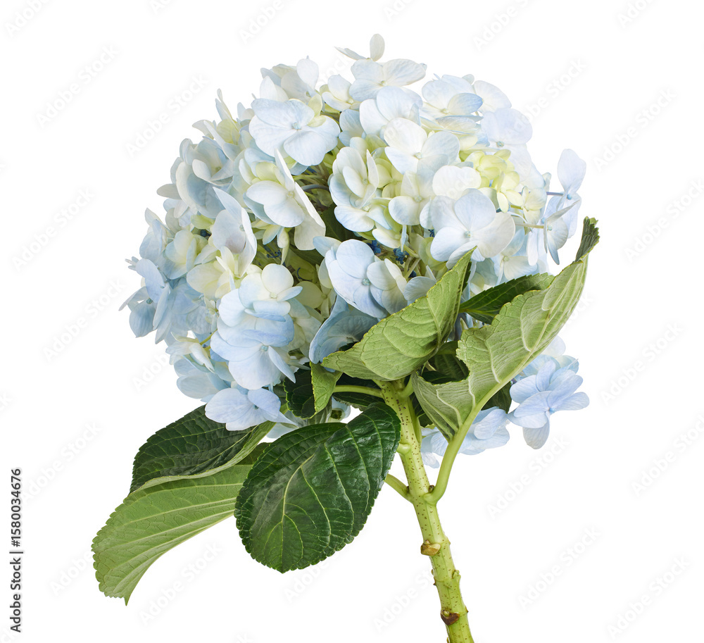 Hydrangea flower, Hydrangea macrophylla, isolated on white background, with clipping path Hydrangea flower, Hydrangea macrophylla, isolated on white background, with clipping path
