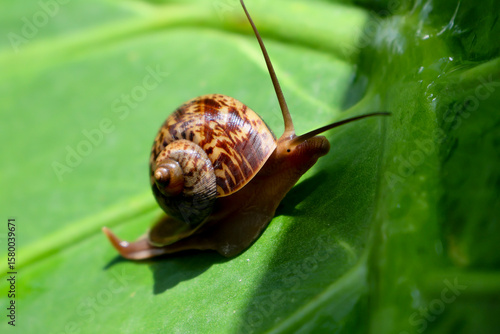 A small, brown snail with a delicate shell slowly crawls on a vibrant green leaf, captured in a macro close-up of this garden gastropod