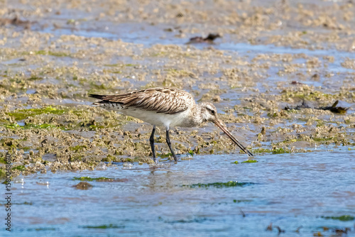 Whimbrel searching for food.