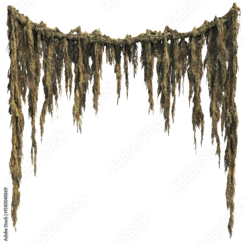 decayed tropical vine element with rough texture and natural detail isolated on transparent background