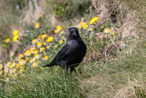 Jackdaw searching for food at South Stack, Anglesey.