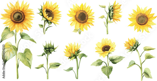 Watercolor Sunflower Border with Leaves and Buds on a White Background