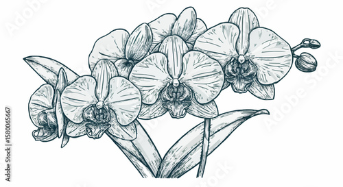 Orchid porcelain decoration design (dark green)