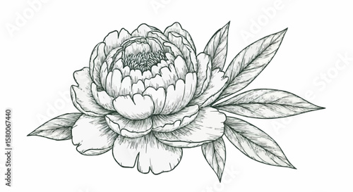 Peony porcelain decoration design (dark green)
