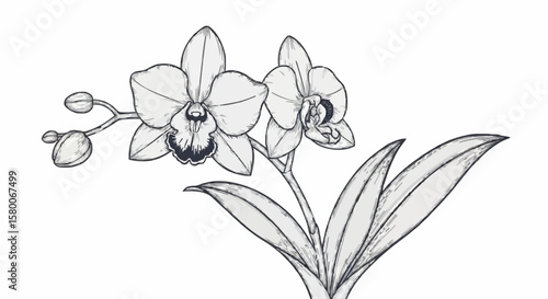 Orchid porcelain decoration design (dark blue)