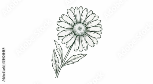 Daisy porcelain decoration design (dark blue)