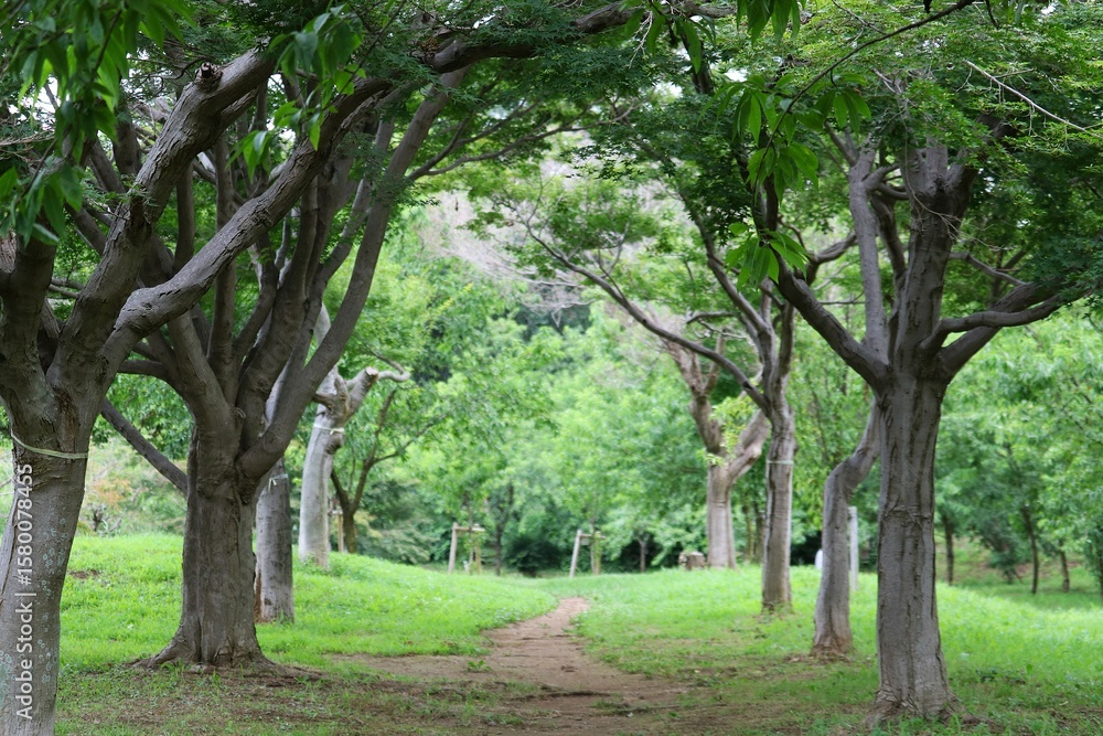 Fototapeta premium 緑の道 風景 夏の日