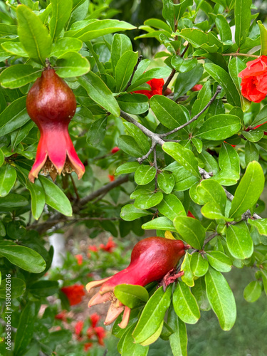 Red pomegranate fruit fruit on a tree