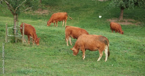 Swiss Limousine brown cows and calves grazing and ruminating on a green pasture. Close up shot, real time, no people