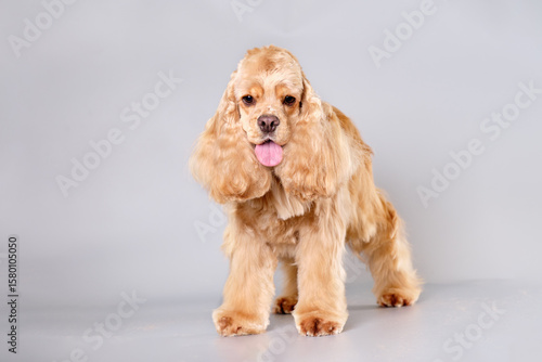 Obraz na płótnie American Cocker spaniel after a haircut on a gray background
