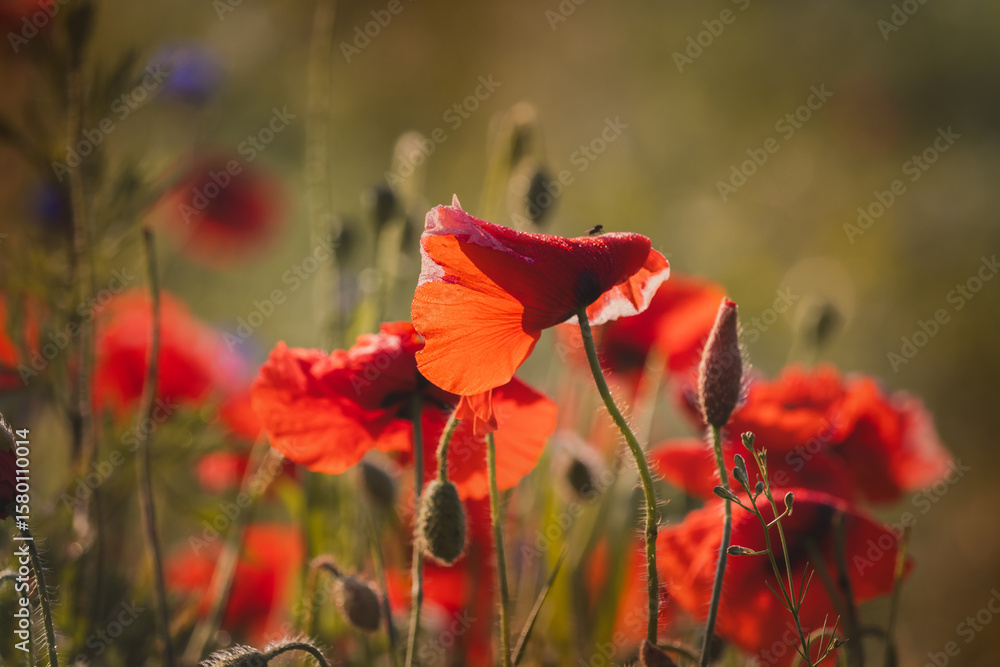 Fototapeta premium Field poppies against a blurred background on a sunny day in June.