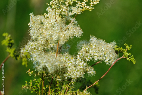 Filipendula ulmaria flowering meadowsweet full blossom close up macro