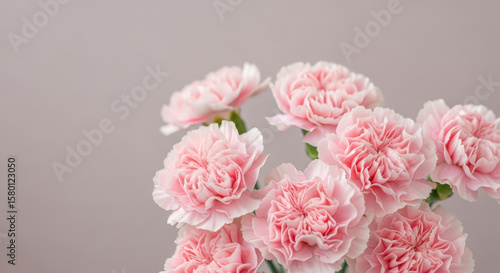 Wallpaper Mural Soft pastel pink carnations bloom in gentle light against neutral background creating elegant floral arrangement symbolizing love romance and spring freshness Torontodigital.ca