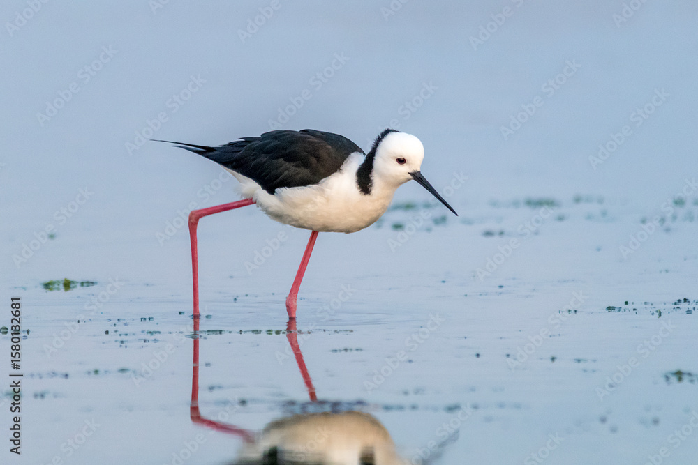 Obraz premium Pied Stilt in Profile on Tidal Flat (Himantopus leucocephalus) 