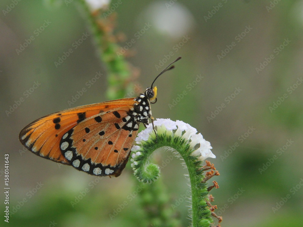 Fototapeta premium butterfly on a flower