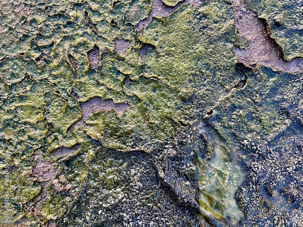 Obraz premium Cracked Mud Texture with Green Algae – Dried Earth Surface Background