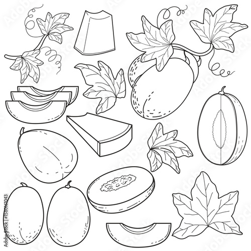 Melon Fruit Outline Set. Line Art Illustration of Whole, Sliced, and Halved Melons with Leaves. Botanical Drawing for Coloring.