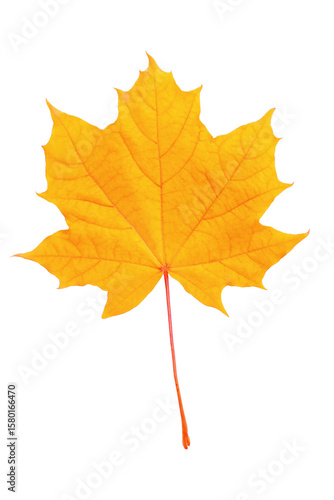 A vivid yellow maple leaf, showcasing its unique structure and veins, display...