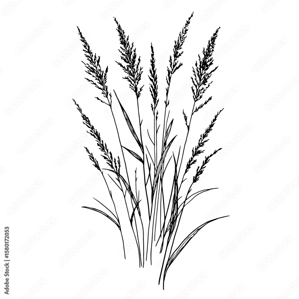 Fototapeta premium Dry branches, marsh grass and bushes, black and white sketch. Vector illustration. Reeds and forest grasses isolated on a white background. The theme of nature, flowers and summer