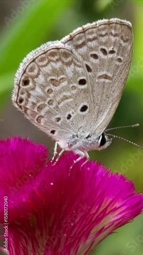 Wallpaper Mural Macro Shot of Butterfly Wings Resting on Pink Bloom, Vertical Floral Wildlife Footage for Nature Template. Torontodigital.ca