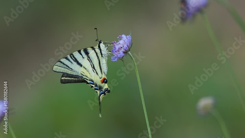 Scarce Swallowtail Butterfly on Field Scabious (Knautia arvensis) – Wild Meadow Encounter