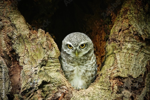 Close-up of a spotted owl (Athene brama) perched on the rim of a tree cavity. This owl has striking yellow eyes, a pointed beak, and beautifully patterned plumage         