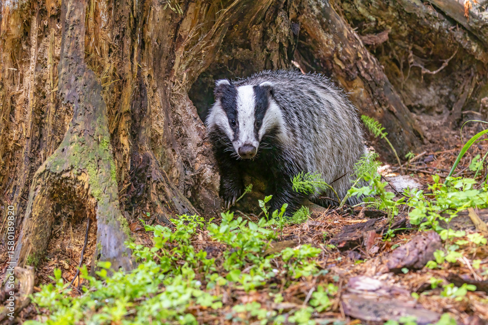 Obraz premium Cute European badger portrait in wildlife. Horizontally. 
