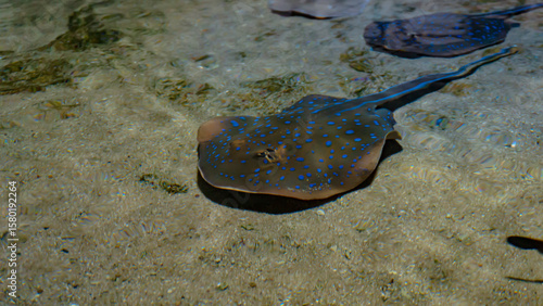 Blue spotted stingray swimming at the bottom of an aquarium in Jakarta, Indonesia