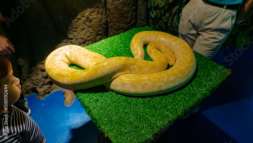 A boy is closely observing an Albino Burmese Python in the Synthetic Grass at the Jakarta Aquarium, Indonesia.