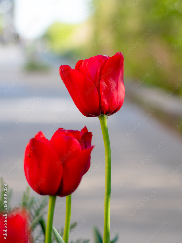 Obraz premium Red tulips bloom vibrantly along the modern streets of Ørestad Syd, Copenhagen—capturing the serene fusion of urban architecture and spring flora.