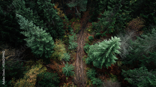 A winding forest path captured from an elevated, aerial perspective, surrounded by vibrant green trees.