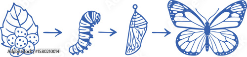 Butterfly life cycle stages caterpillar chrysalis