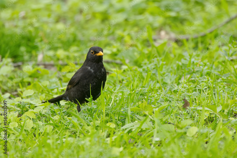 Fototapeta premium a blackbird on the meadow, a blackbird between blades of grass looks into the camera, a blackbird looks curiously, Turdus merula