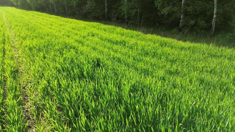 Fototapeta premium Organic crop field with young green seedlings