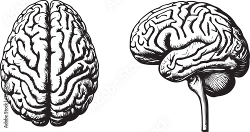 Human brain anatomical illustration anatomy medical