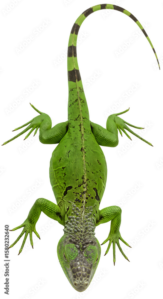 Fototapeta premium Isolated Green Reptile Lizard Tropical Exotic Animal on Transparent Background