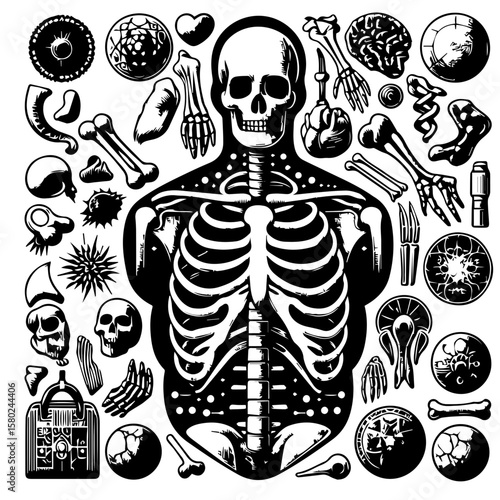 Skeleton (composed of cartilage and bone)