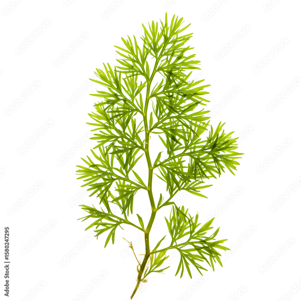 Fototapeta premium Light Green Plant Branch: Detailed Macro Photography