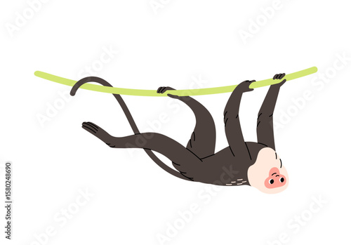 Cute capuchin hanging upside down crawls on liana. Funny monkey of tropical forest. Exotic animal of jungle. Happy wild primate is on tree. Flat isolated vector illustration on white background